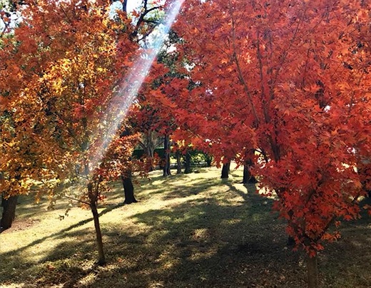 Beautiful nature view of woods outside of dental office