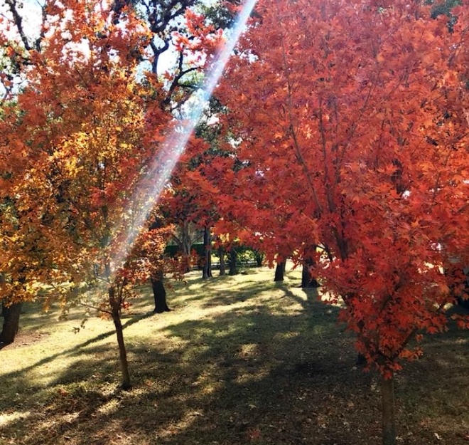 Beautiful nature view of area surrounding dental office